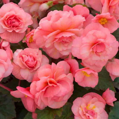 Бегония Sweetspice English Rose фото 2