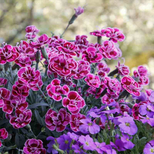 Гвоздика Purple Wedding фото 2