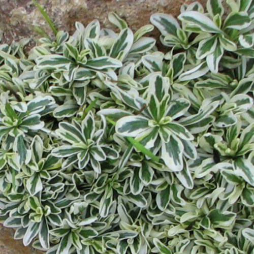 Арабис Фердинанда Кобургского Variegata