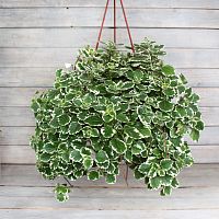 Плектрантус колеусовидный Variegata