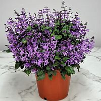 Плектрантус Mona Lavender