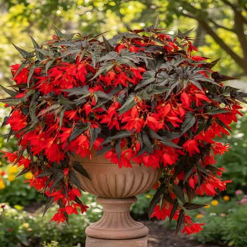 Бегония Bellavista Dark Leaf Red фото 3