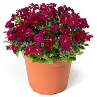 Обриета гибридная Axcent Burgundy