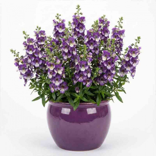 Ангелония узколистная Big Bicolor Purple
