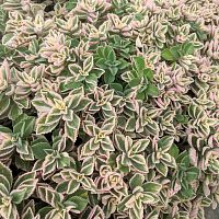 Плектрантус цветущий Variegata