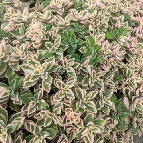 Плектрантус цветущий Variegata