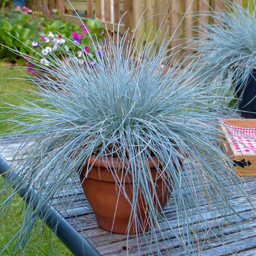 Осока гладконосая f. Caerulea