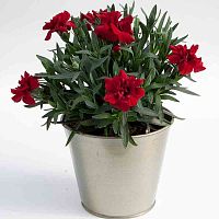 Гвоздика ремонтантная Sunnybees Dark Red 