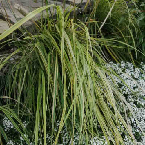 Лисохвост луговой Aureovariegata фото 2