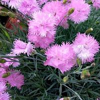Гвоздика перистая Double Rose