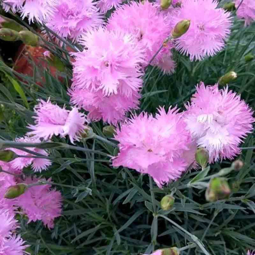 Гвоздика перистая Double Rose
