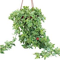Аптения серцелистная Variegata