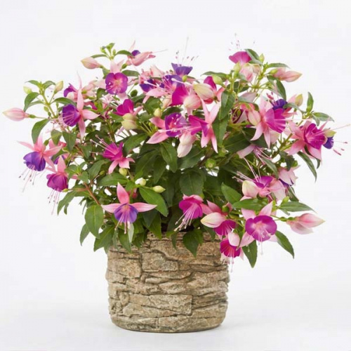 Фуксия Fuchsita® XL Rose-Magenta