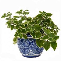 Плектрантус ароматный Variegata