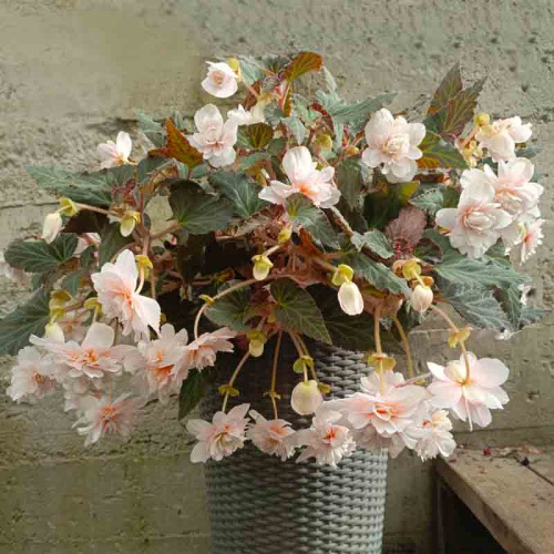 Бегония Belina Apricot фото 3