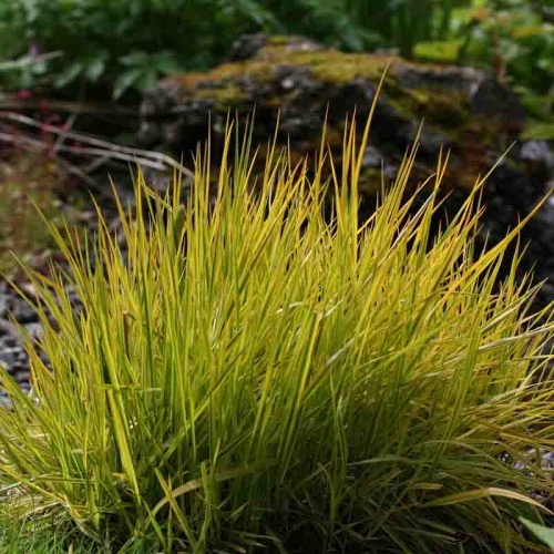 Лисохвост луговой Aureovariegata