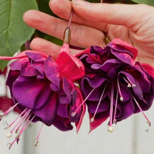 Фуксия Marbeller Double Magenta-Purple фото 2