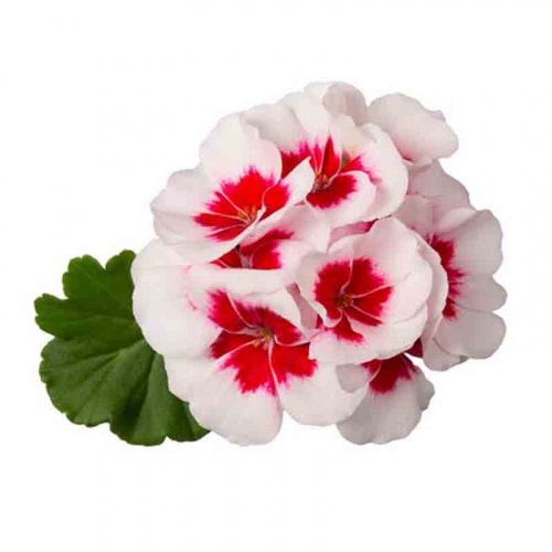 Пеларгония межвидовая pac Two in One White Splash фото 2