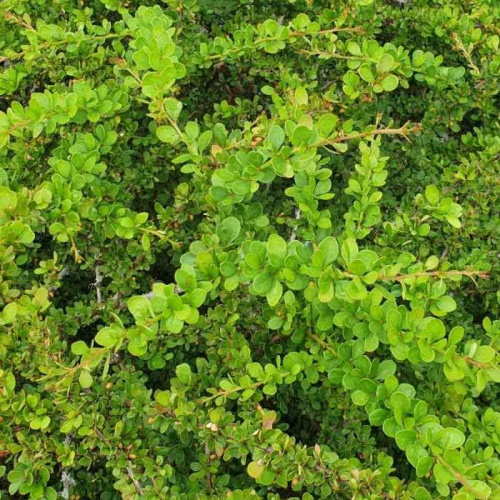 Барбарис Green Carpet*