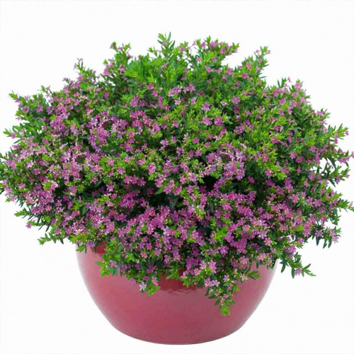 Куфея иссополистная Purple