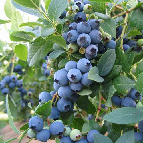Голубика садовая Bluecrop (Блюкроп)