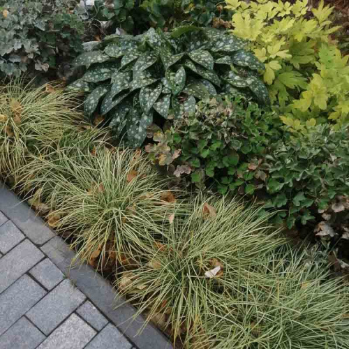 Осока брунея Aureovariegata
