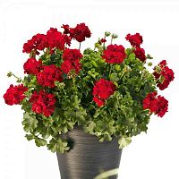 Пеларгония межвидовая pac Calliope Dark Red