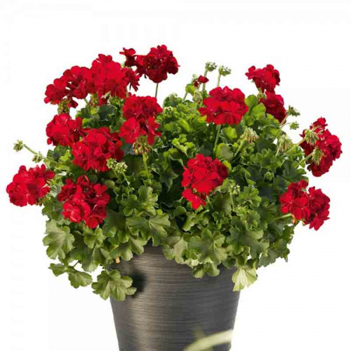 Пеларгония межвидовая pac Calliope Dark Red