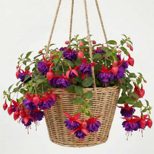 Фуксия Marbeller Double Magenta-Purple