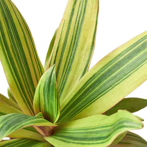 Традесканция покрывальчатая Sitara Gold фото 2