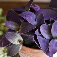 Традесканция бледная Purpurea