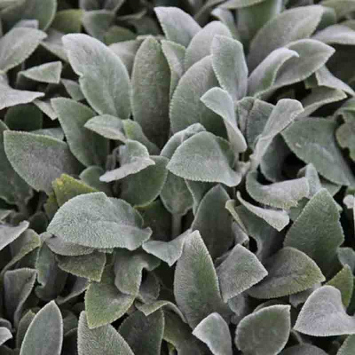 Чистец византийский Silver Carpet фото 3