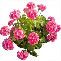 Пеларгония Strawberry Splash