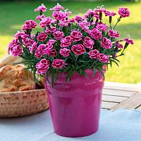 Гвоздика Purple Wedding