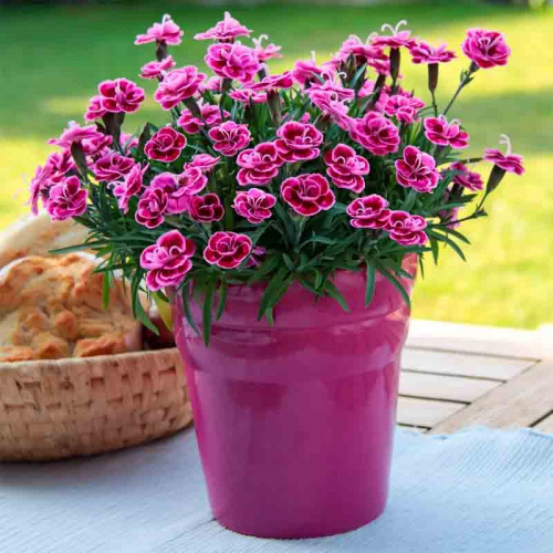 Гвоздика Purple Wedding