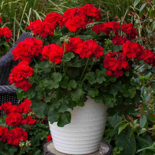 Пеларгония межвидовая pac Calliope Dark Red фото 2