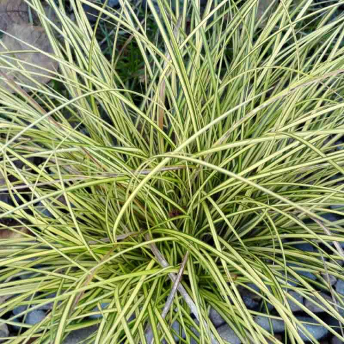 Осока брунея Aureovariegata фото 2
