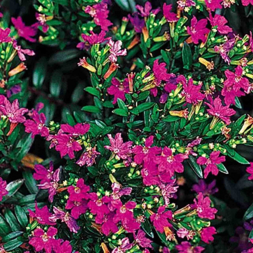 Куфея иссополистная Purple фото 2