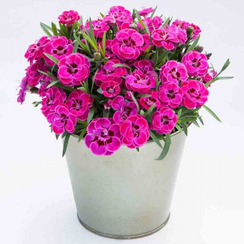 Гвоздика Purple Wedding фото 3