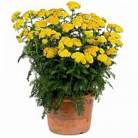 Тысячелистник обыкновенный Skysail Yellow