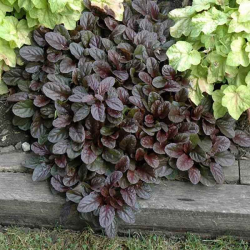 Айюга (живучка) ползучая Dark Mahagoni фото 2